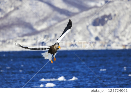 海の王者 流氷の使者 オオワシ 北海道目梨郡羅臼町にて撮影 海の王者 流氷の使者 オオワシ 北海道目梨郡羅臼町にて撮影 123724061