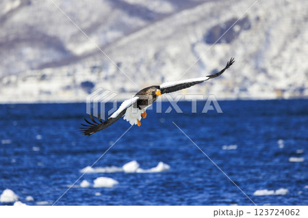 海の王者 流氷の使者 オオワシ 北海道目梨郡羅臼町にて撮影 123724062
