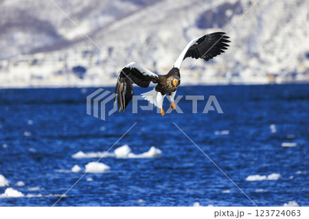 海の王者 流氷の使者 オオワシ 北海道目梨郡羅臼町にて撮影 123724063