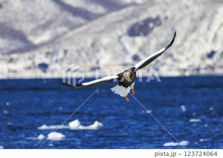 海の王者 流氷の使者 オオワシ 北海道目梨郡羅臼町にて撮影 海の王者 流氷の使者 オオワシ 北海道目梨郡羅臼町にて撮影 123724064