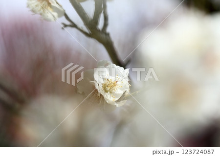 早春の梅 123724087