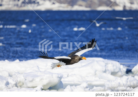 海の王者 流氷の使者 オオワシ 北海道目梨郡羅臼町にて撮影 123724117