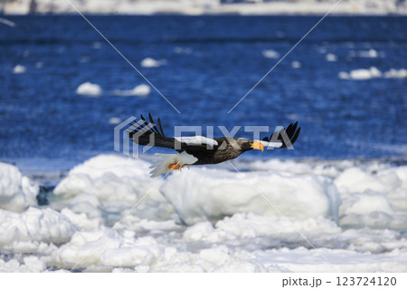 海の王者 流氷の使者 オオワシ 北海道目梨郡羅臼町にて撮影 123724120