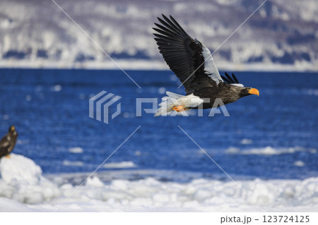 海の王者 流氷の使者 オオワシ 北海道目梨郡羅臼町にて撮影 123724125