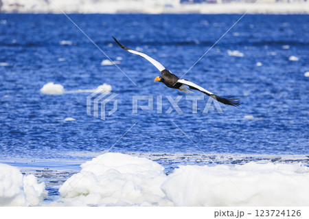 海の王者 流氷の使者 オオワシ 北海道目梨郡羅臼町にて撮影 123724126