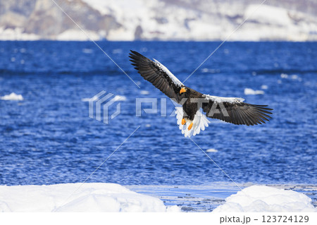 海の王者 流氷の使者 オオワシ 北海道目梨郡羅臼町にて撮影 海の王者 流氷の使者 オオワシ 北海道目梨郡羅臼町にて撮影 123724129