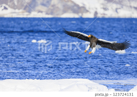 海の王者 流氷の使者 オオワシ 北海道目梨郡羅臼町にて撮影 123724131