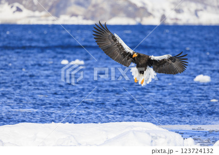 海の王者 流氷の使者 オオワシ 北海道目梨郡羅臼町にて撮影 海の王者 流氷の使者 オオワシ 北海道目梨郡羅臼町にて撮影 123724132
