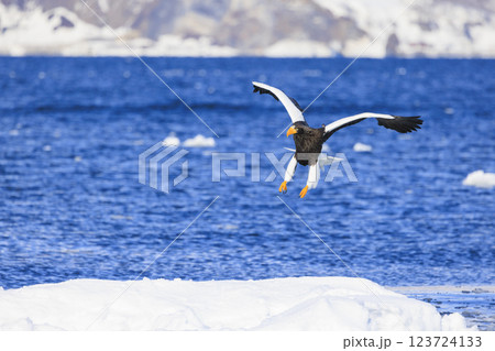 海の王者 流氷の使者 オオワシ 北海道目梨郡羅臼町にて撮影 海の王者 流氷の使者 オオワシ 北海道目梨郡羅臼町にて撮影 123724133