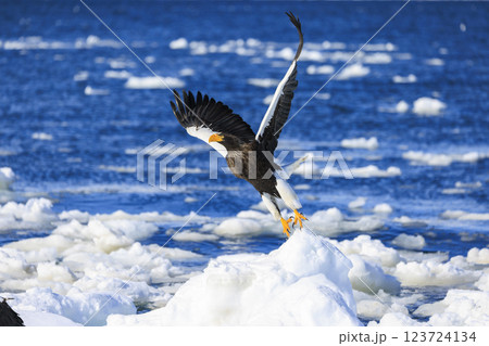 海の王者 流氷の使者 オオワシ 北海道目梨郡羅臼町にて撮影 海の王者 流氷の使者 オオワシ 北海道目梨郡羅臼町にて撮影 123724134