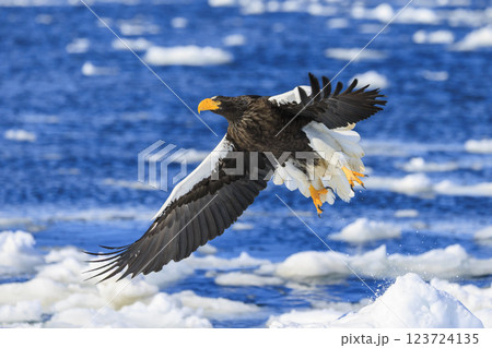 海の王者 流氷の使者 オオワシ 北海道目梨郡羅臼町にて撮影 海の王者 流氷の使者 オオワシ 北海道目梨郡羅臼町にて撮影 123724135