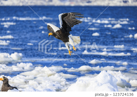 海の王者 流氷の使者 オオワシ 北海道目梨郡羅臼町にて撮影 海の王者 流氷の使者 オオワシ 北海道目梨郡羅臼町にて撮影 123724136