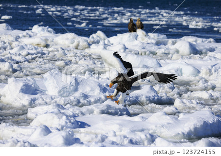 海の王者 流氷の使者 オオワシ 北海道目梨郡羅臼町にて撮影 123724155