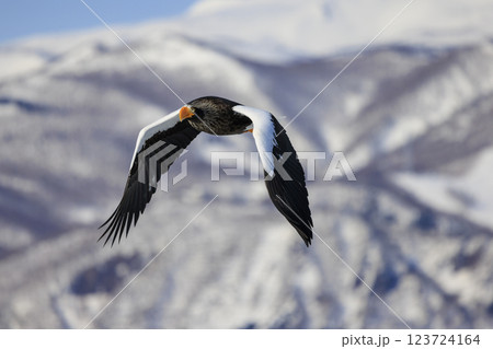 海の王者 流氷の使者 オオワシ 北海道目梨郡羅臼町にて撮影 123724164