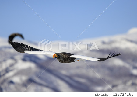 海の王者 流氷の使者 オオワシ 北海道目梨郡羅臼町にて撮影 123724166