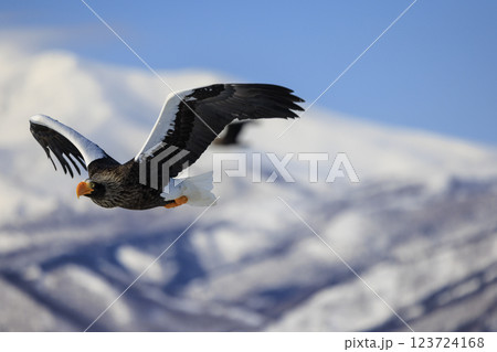海の王者 流氷の使者 オオワシ 北海道目梨郡羅臼町にて撮影 123724168