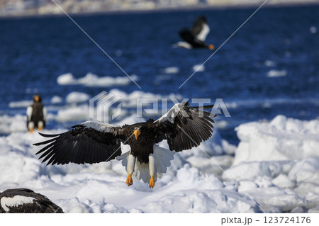 海の王者 流氷の使者 オオワシ 北海道目梨郡羅臼町にて撮影 123724176