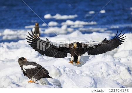 海の王者 流氷の使者 オオワシ 北海道目梨郡羅臼町にて撮影 海の王者 流氷の使者 オオワシ 北海道目梨郡羅臼町にて撮影 123724178