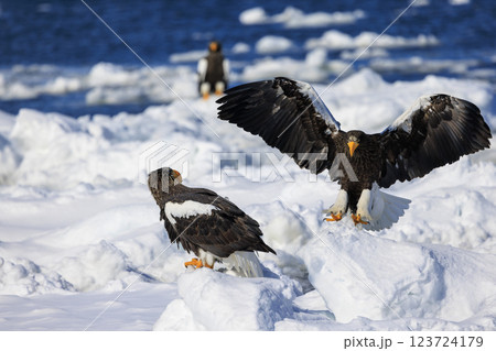海の王者 流氷の使者 オオワシ 北海道目梨郡羅臼町にて撮影 海の王者 流氷の使者 オオワシ 北海道目梨郡羅臼町にて撮影 123724179