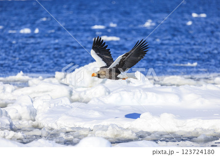 海の王者 流氷の使者 オオワシ 北海道目梨郡羅臼町にて撮影 海の王者 流氷の使者 オオワシ 北海道目梨郡羅臼町にて撮影 123724180