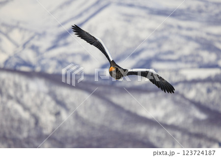 海の王者 流氷の使者 オオワシ 北海道目梨郡羅臼町にて撮影 海の王者 流氷の使者 オオワシ 北海道目梨郡羅臼町にて撮影 123724187