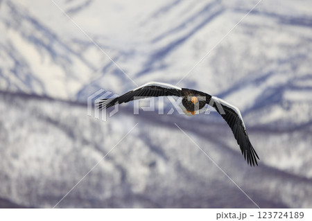 海の王者 流氷の使者 オオワシ 北海道目梨郡羅臼町にて撮影 123724189