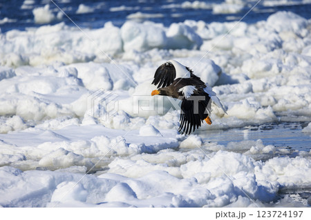 海の王者 流氷の使者 オオワシ 北海道目梨郡羅臼町にて撮影 123724197