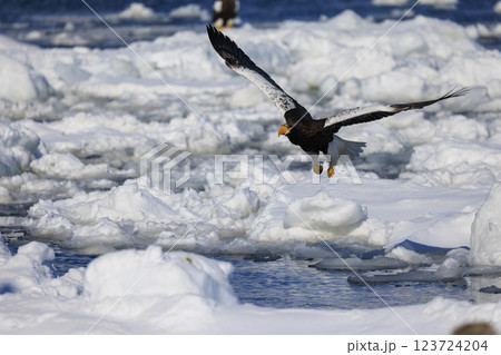 海の王者 流氷の使者 オオワシ 北海道目梨郡羅臼町にて撮影 海の王者 流氷の使者 オオワシ 北海道目梨郡羅臼町にて撮影 123724204