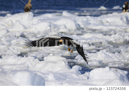 海の王者 流氷の使者 オオワシ 北海道目梨郡羅臼町にて撮影 123724208