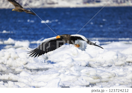 海の王者 流氷の使者 オオワシ 北海道目梨郡羅臼町にて撮影 123724212