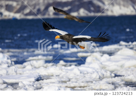 海の王者 流氷の使者 オオワシ 北海道目梨郡羅臼町にて撮影 123724213