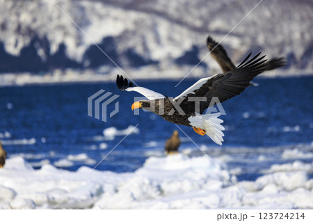 海の王者 流氷の使者 オオワシ 北海道目梨郡羅臼町にて撮影 海の王者 流氷の使者 オオワシ 北海道目梨郡羅臼町にて撮影 123724214