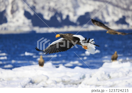 海の王者 流氷の使者 オオワシ 北海道目梨郡羅臼町にて撮影 123724215