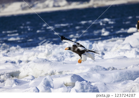 海の王者 流氷の使者 オオワシ 北海道目梨郡羅臼町にて撮影 123724287