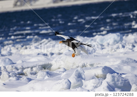 海の王者 流氷の使者 オオワシ 北海道目梨郡羅臼町にて撮影 123724288