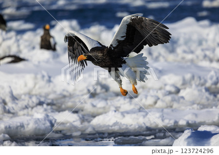 海の王者 流氷の使者 オオワシ 北海道目梨郡羅臼町にて撮影 123724296