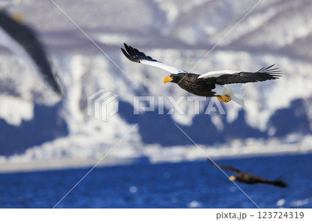 海の王者 流氷の使者 オオワシ 北海道目梨郡羅臼町にて撮影 123724319