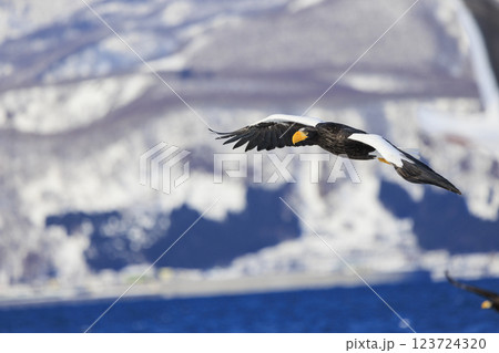 海の王者 流氷の使者 オオワシ 北海道目梨郡羅臼町にて撮影 海の王者 流氷の使者 オオワシ 北海道目梨郡羅臼町にて撮影 123724320