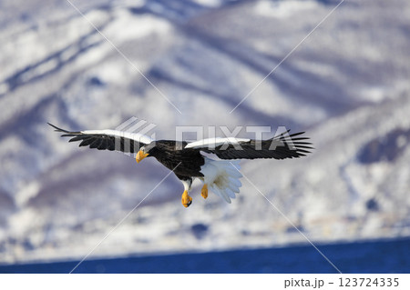 海の王者 流氷の使者 オオワシ 北海道目梨郡羅臼町にて撮影 123724335