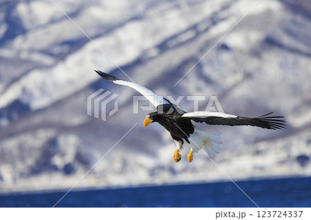 海の王者 流氷の使者 オオワシ 北海道目梨郡羅臼町にて撮影 123724337