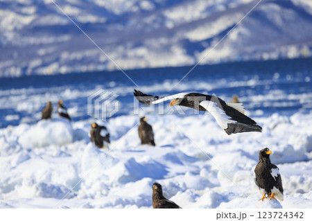 海の王者 流氷の使者 オオワシ 北海道目梨郡羅臼町にて撮影 123724342