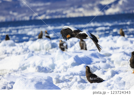 海の王者 流氷の使者 オオワシ 北海道目梨郡羅臼町にて撮影 123724343