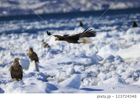 海の王者 流氷の使者 オオワシ 北海道目梨郡羅臼町にて撮影 123724348