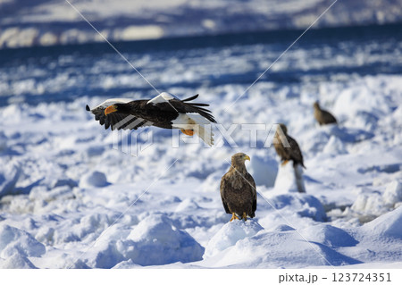 海の王者 流氷の使者 オオワシ 北海道目梨郡羅臼町にて撮影 123724351