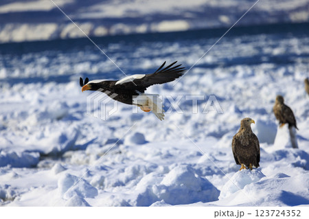海の王者 流氷の使者 オオワシ 北海道目梨郡羅臼町にて撮影 海の王者 流氷の使者 オオワシ 北海道目梨郡羅臼町にて撮影 123724352
