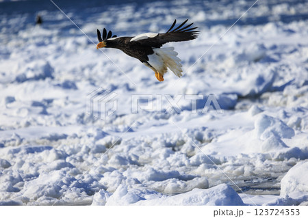 海の王者 流氷の使者 オオワシ 北海道目梨郡羅臼町にて撮影 海の王者 流氷の使者 オオワシ 北海道目梨郡羅臼町にて撮影 123724353