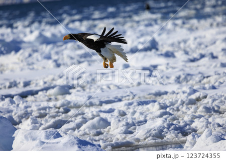 海の王者 流氷の使者 オオワシ 北海道目梨郡羅臼町にて撮影 海の王者 流氷の使者 オオワシ 北海道目梨郡羅臼町にて撮影 123724355
