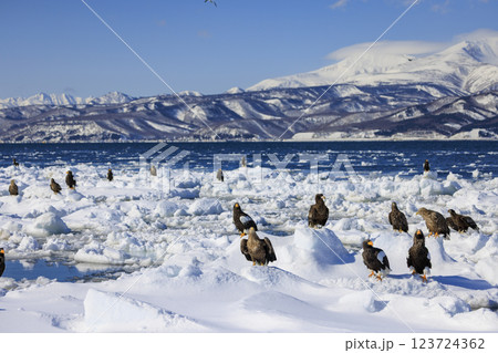 海の王者 流氷の使者 オオワシ 北海道目梨郡羅臼町にて撮影 海の王者 流氷の使者 オオワシ 北海道目梨郡羅臼町にて撮影 123724362