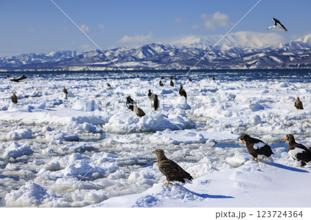 海の王者 流氷の使者 オオワシ 北海道目梨郡羅臼町にて撮影 海の王者 流氷の使者 オオワシ 北海道目梨郡羅臼町にて撮影 123724364