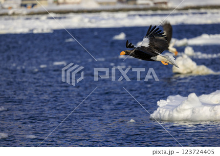海の王者 流氷の使者 オオワシ 北海道目梨郡羅臼町にて撮影 123724405